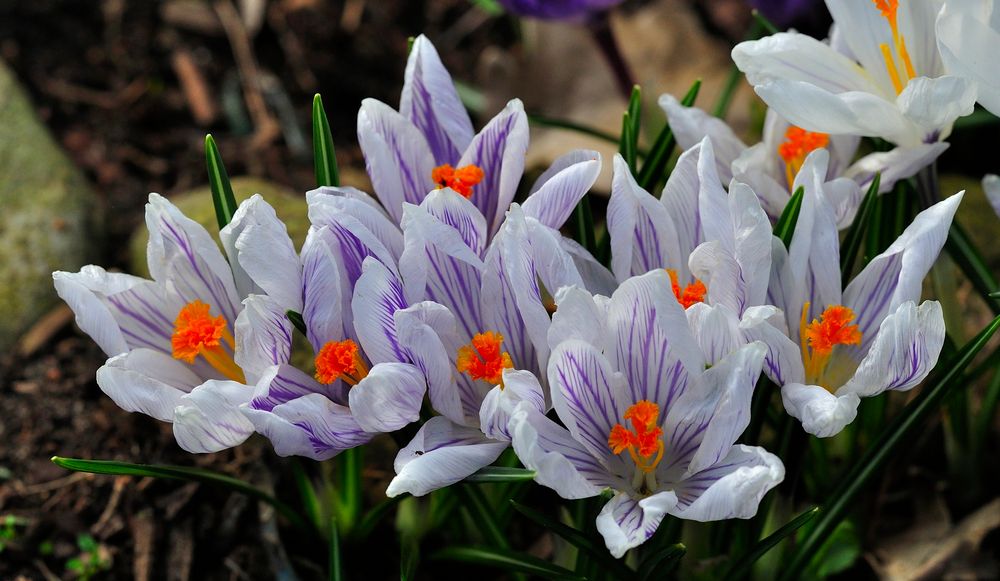 Weil doch endlich Frühling ist...