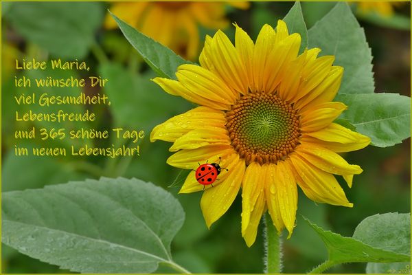 Weil du heute Geburtstag hast ...