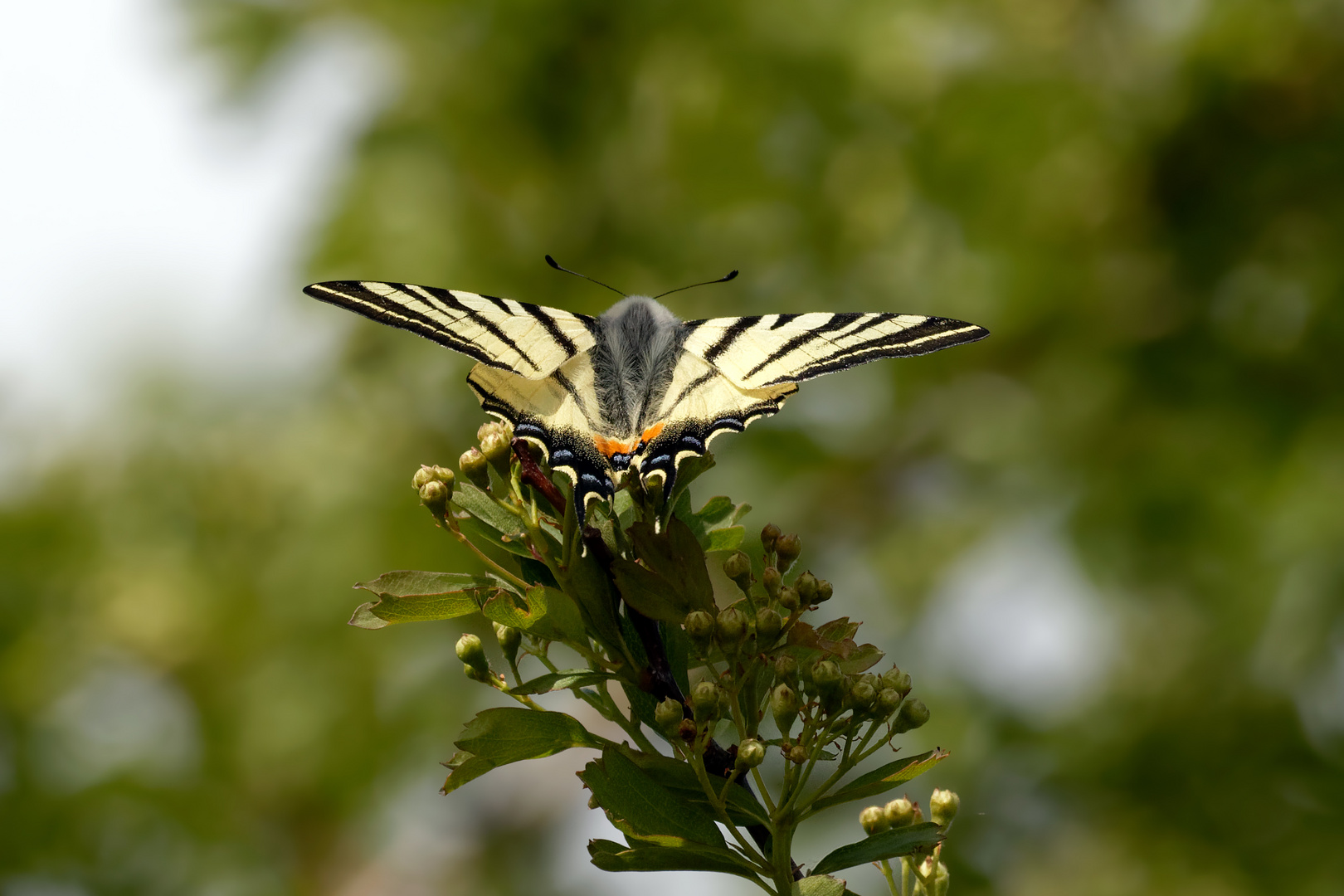 Weil er so schön ist.. noch einmal... Segelfalter (Iphiclides podalirius)