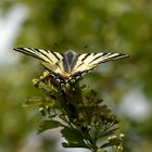 Weil er so schön ist.. noch einmal... Segelfalter (Iphiclides podalirius)