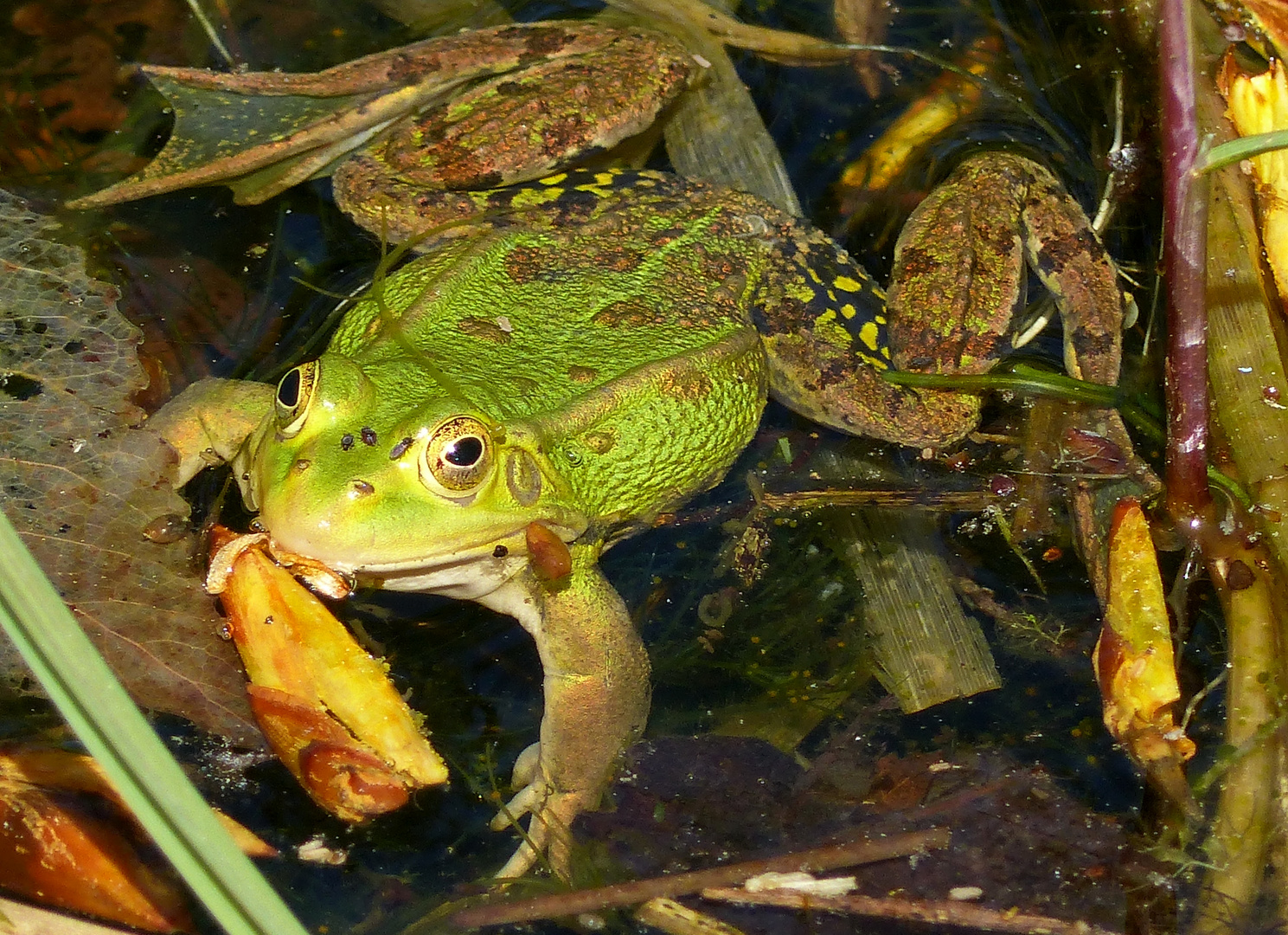 Weil es  so warm ist heute mal ein Frosch 