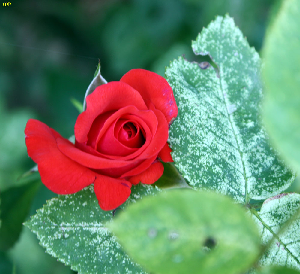 Weil fast Frühling ist - Rose 10798