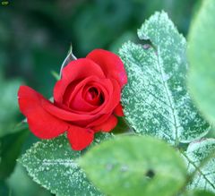 Weil fast Frühling ist - Rose 10798