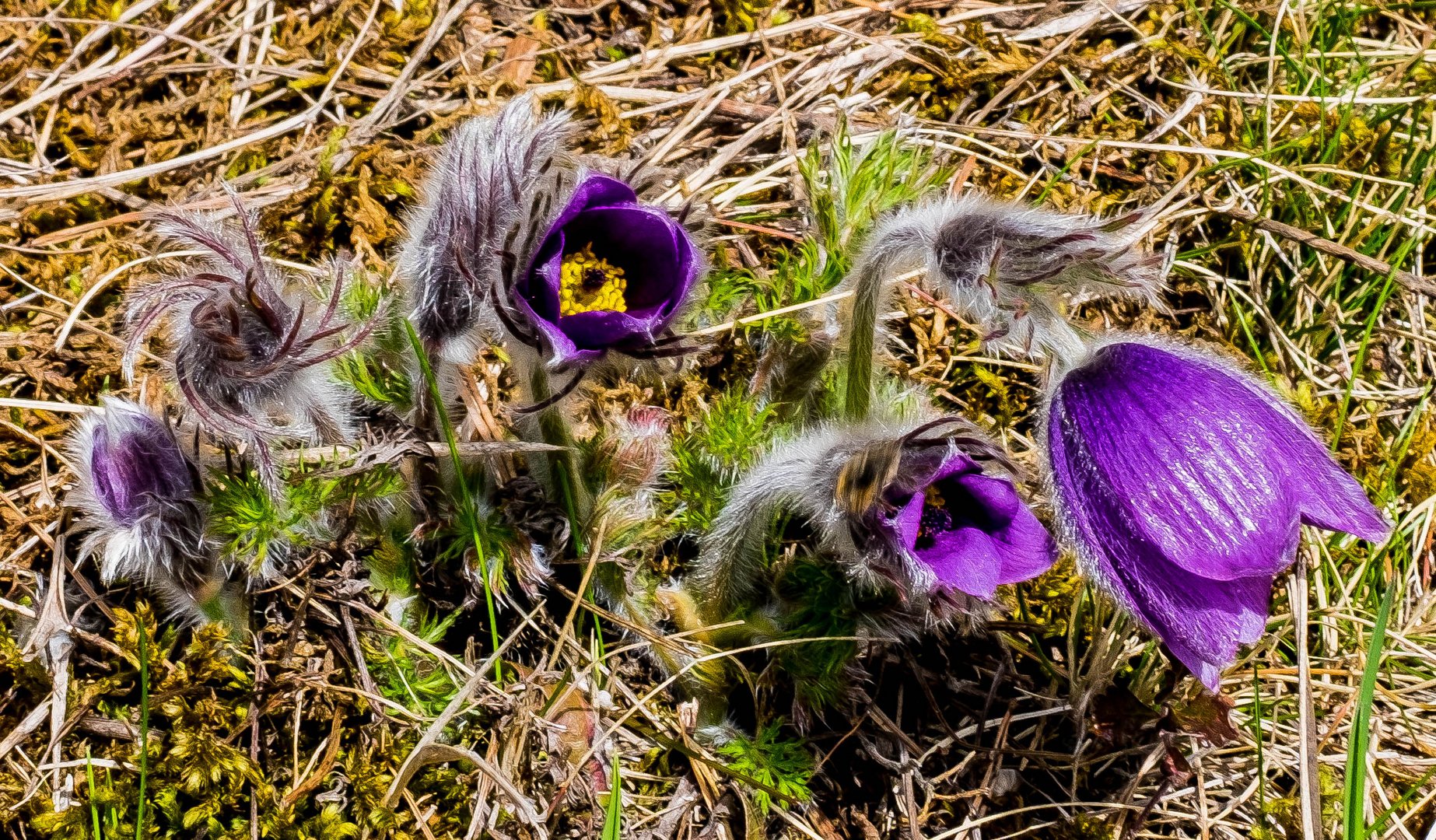 Weil Frühling so schön ist.