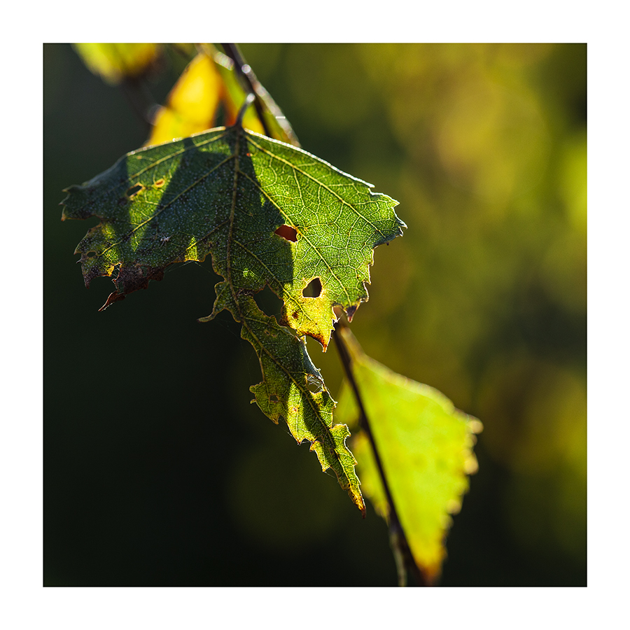 Weil gerade Herbst ist