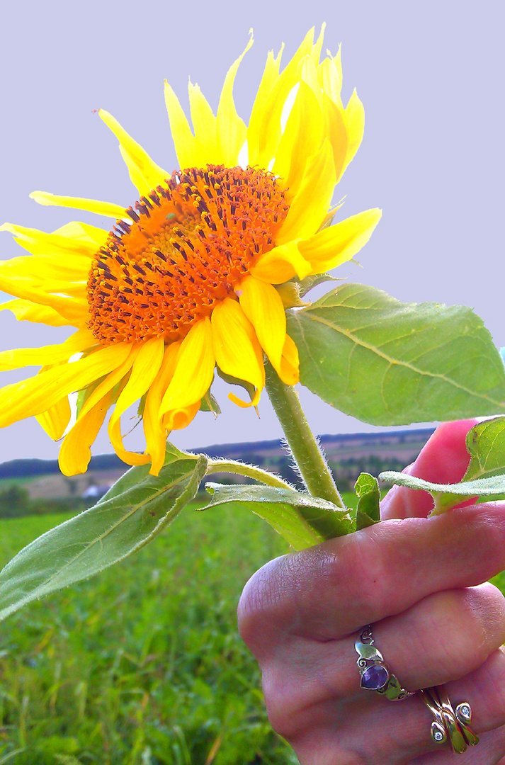 Weil heute die Sonne nicht schien,