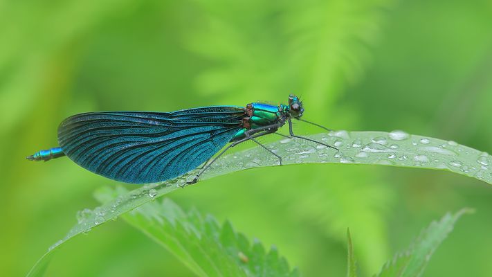 Weil heute ein Regentag ist