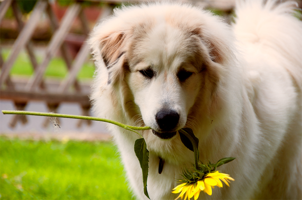 Weil Ich Dich So Lieb Habe Foto Amp Bild Tiere Haustiere