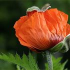 Weil schon wieder Mittwoch ist,ist auch wieder Mohntag.....Papaver Orientale mit Käppi