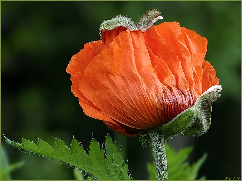 Weil schon wieder Mittwoch ist,ist auch wieder Mohntag.....Papaver Orientale mit Käppi