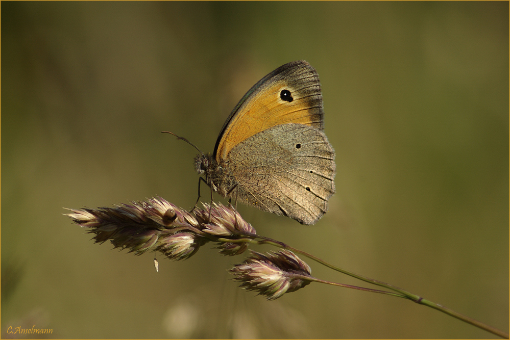 Weil sie bald wieder fliegen ..................... Schmetterling mal ziemlich mittig