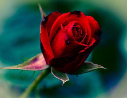 Weil sie dem Regen so trotzen