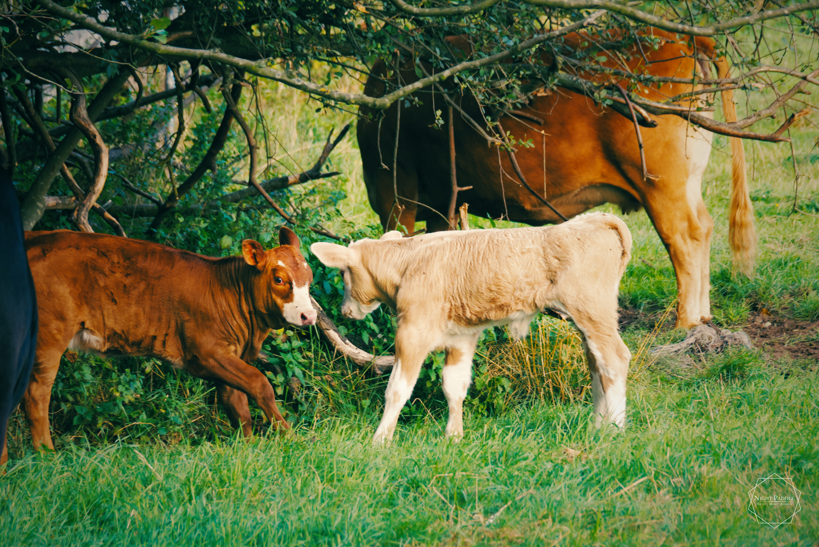 Weil süße Tiere immer gehen.