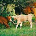 Weil süße Tiere immer gehen.