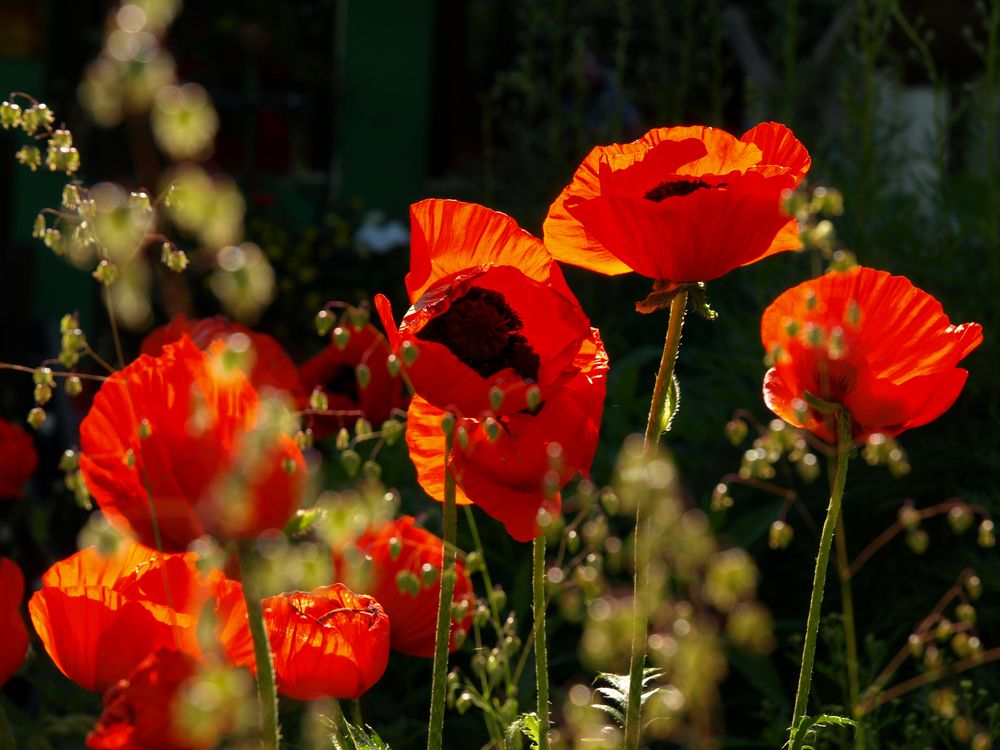 Weil wir schon lange keinen Mohn mehr gesehen haben ;-)