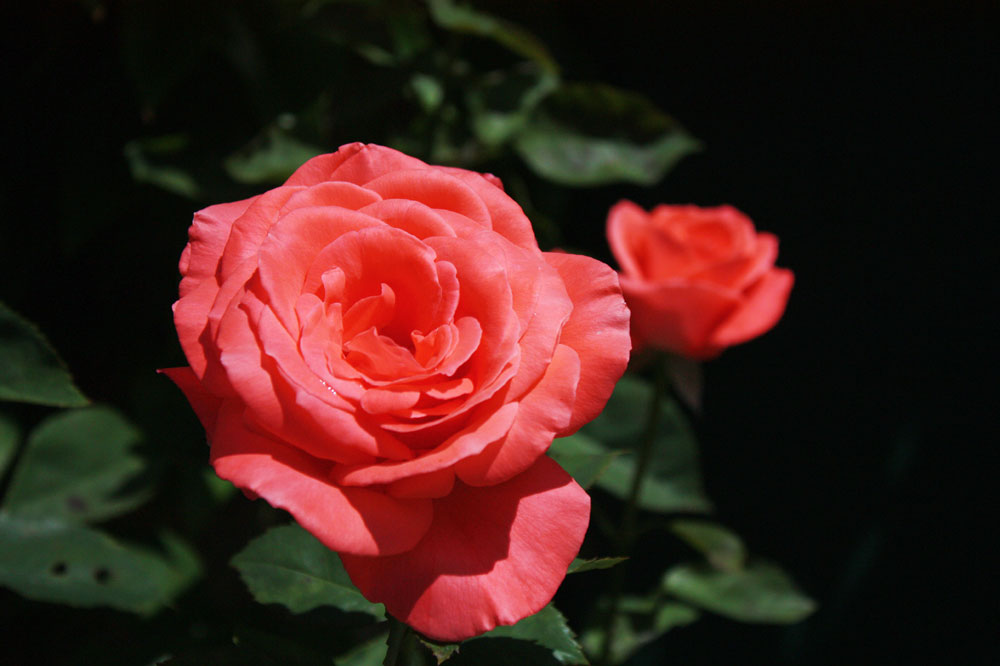 weil zur Liebe auch zwei gehören - ein Rosenduo