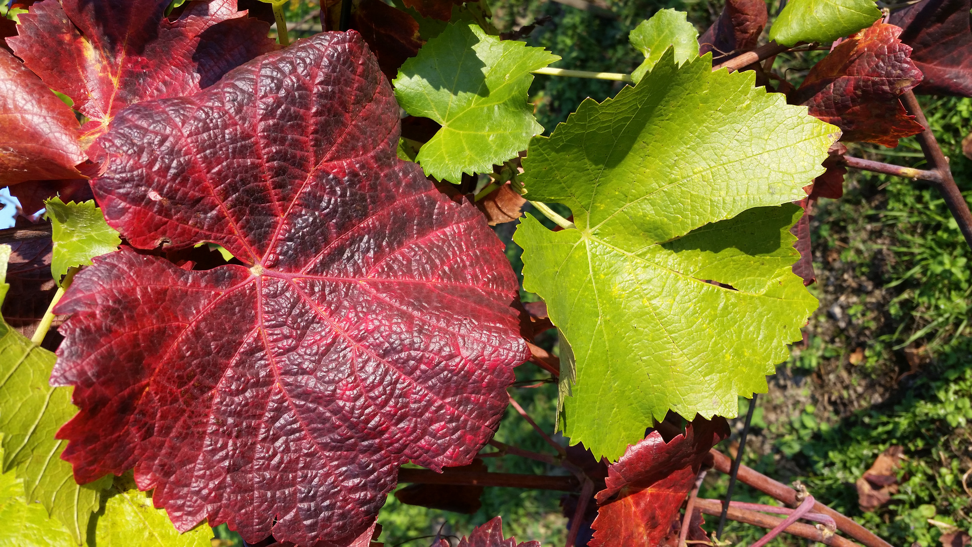 Weilblätter im Herbst