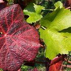 Weilblätter im Herbst