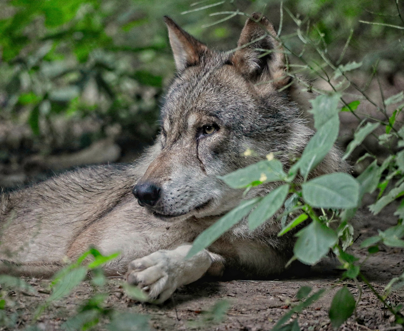 Weilburg, Tiergarten