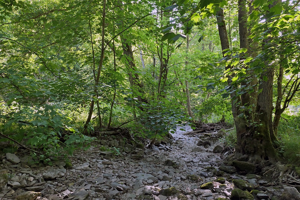 Weilrod in Wassernot: Auch 2023 ist die Weil erneut ausgetrocknet 08