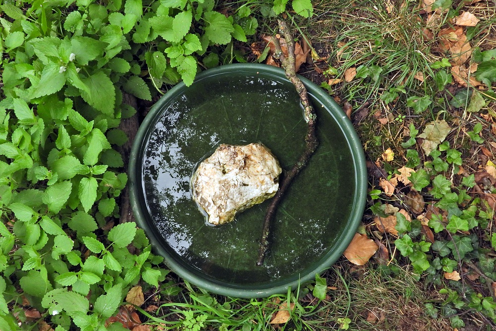 Weilrod in Wassernot: Auch die Tiere haben Probleme – es gibt/gäbe aber Lösungen 01