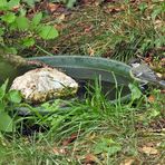 Weilrod in Wassernot: Auch die Tiere haben Probleme – es gibt/gäbe aber Lösungen 02