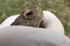 Weilroder Amphibienerwachen 01