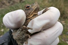 Weilroder Amphibienerwachen 02