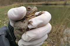 Weilroder Amphibienerwachen 03