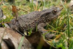 Weilroder Amphibienerwachen 04