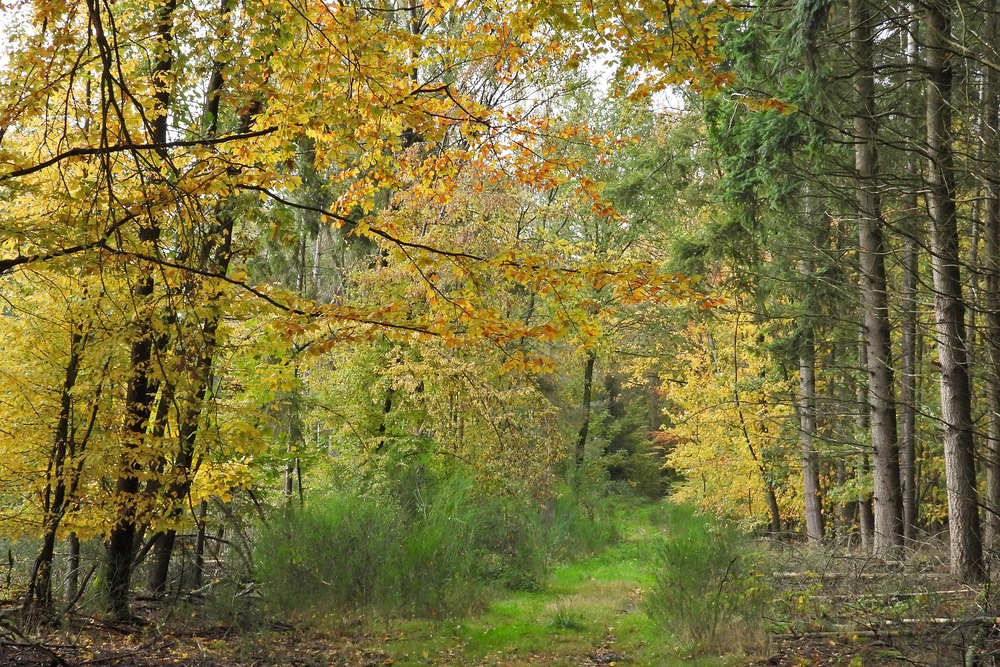 Weilroder Herbstbunt 02