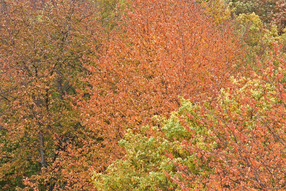 Weilroder Herbstbunt 05