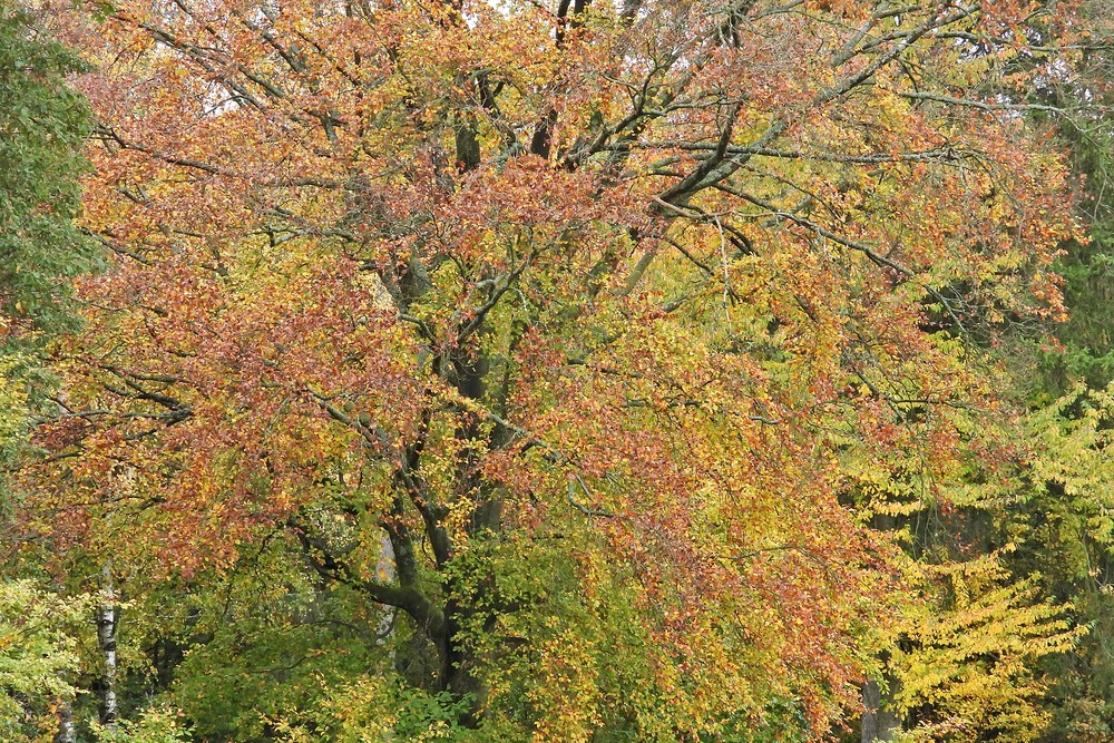 Weilroder Herbstbunt 06