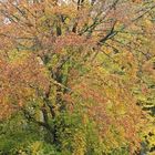 Weilroder Herbstbunt 06