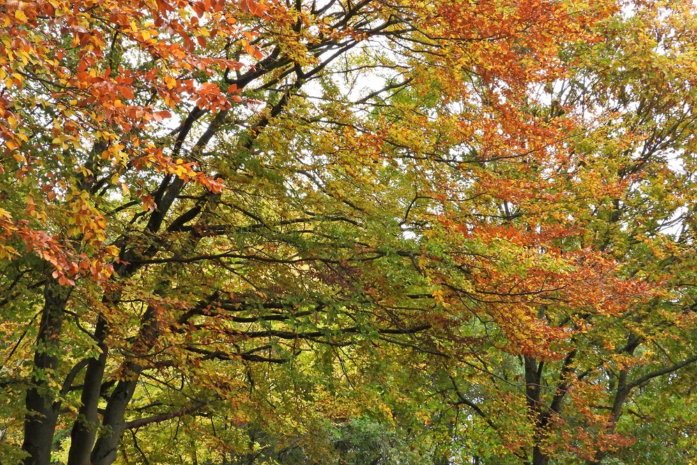 Weilroder Herbstbunt 10