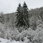 Weilroder Naturkostbarkeiten: Die Eichelbachaue – aktuell ein Wintermärchen 02