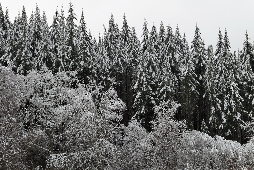 Weilroder Naturkostbarkeiten: Die Eichelbachaue – aktuell ein Wintermärchen 12