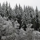 Weilroder Naturkostbarkeiten: Die Eichelbachaue – aktuell ein Wintermärchen 12