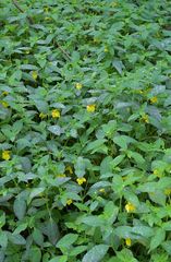 Weilroder Naturkostbarkeiten: Großes Springkraut 01