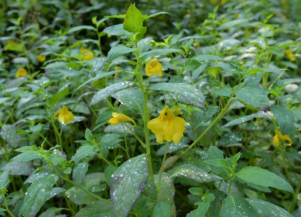 Weilroder Naturkostbarkeiten: Großes Springkraut 02