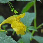 Weilroder Naturkostbarkeiten: Großes Springkraut 03