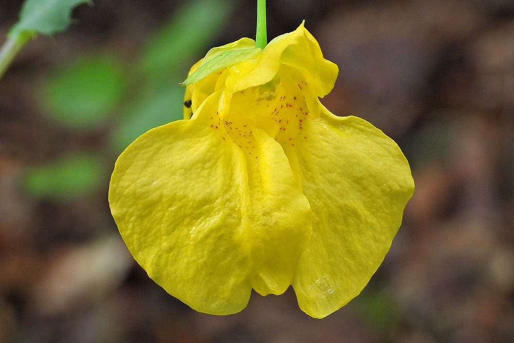 Weilroder Naturkostbarkeiten: Großes Springkraut 04