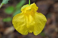 Weilroder Naturkostbarkeiten: Großes Springkraut 04