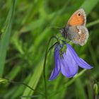 Weilroder Naturkostbarkeiten: Kleines Wiesenvögelchen an Rundblättriger Glockenblume