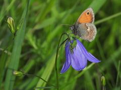 Weilroder Naturkostbarkeiten: Kleines Wiesenvögelchen an Rundblättriger Glockenblume