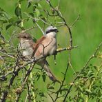 Weilroder Naturkostbarkeiten: Neuntöter – Nachwuchs und der Vater 01