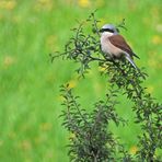 Weilroder Naturkostbarkeiten: Neuntöter – Nachwuchs und der Vater 02