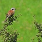 Weilroder Naturkostbarkeiten: Neuntöter – Nachwuchs und der Vater 03