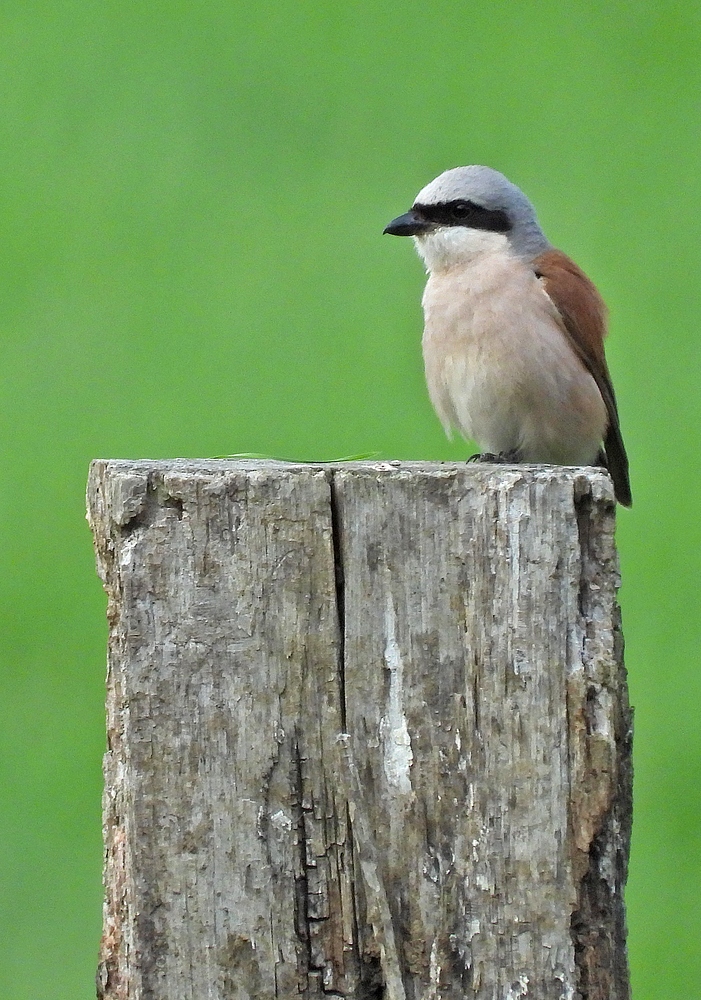 Weilroder Naturkostbarkeiten: Neuntöter – Nachwuchs und der Vater 06