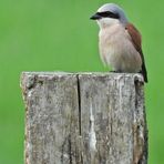 Weilroder Naturkostbarkeiten: Neuntöter – Nachwuchs und der Vater 06